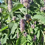 Nocleg ze śniadaniem Graine De Reves 3*