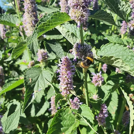 Bed & Breakfast Graine De Reves 3*