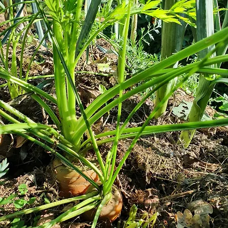 Graine De Reves Saint-Sauveur-la-Pommeraye