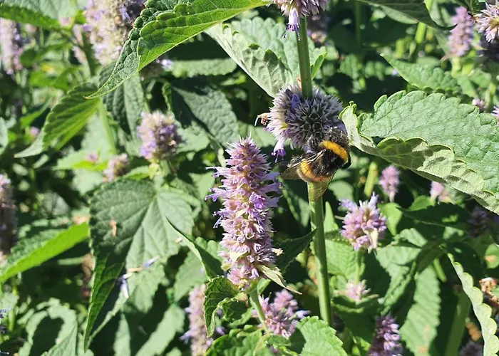 Bed & Breakfast Graine De Reves 3*