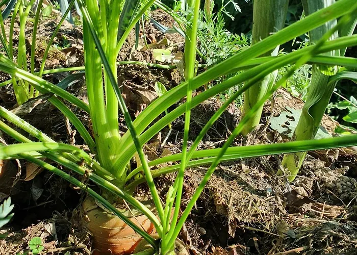 Graine De Reves Saint-Sauveur-la-Pommeraye